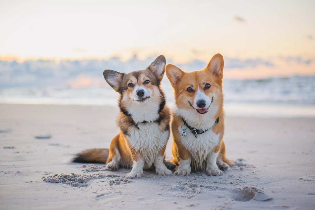 Corgi